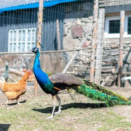 Paeraporgu Puhkemaja Puhkemaja Miila